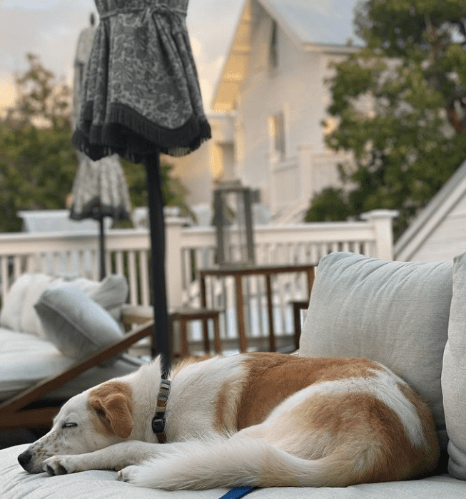 Dog lying on outdoor furniture at Kimpton Key West pet friendly hotel