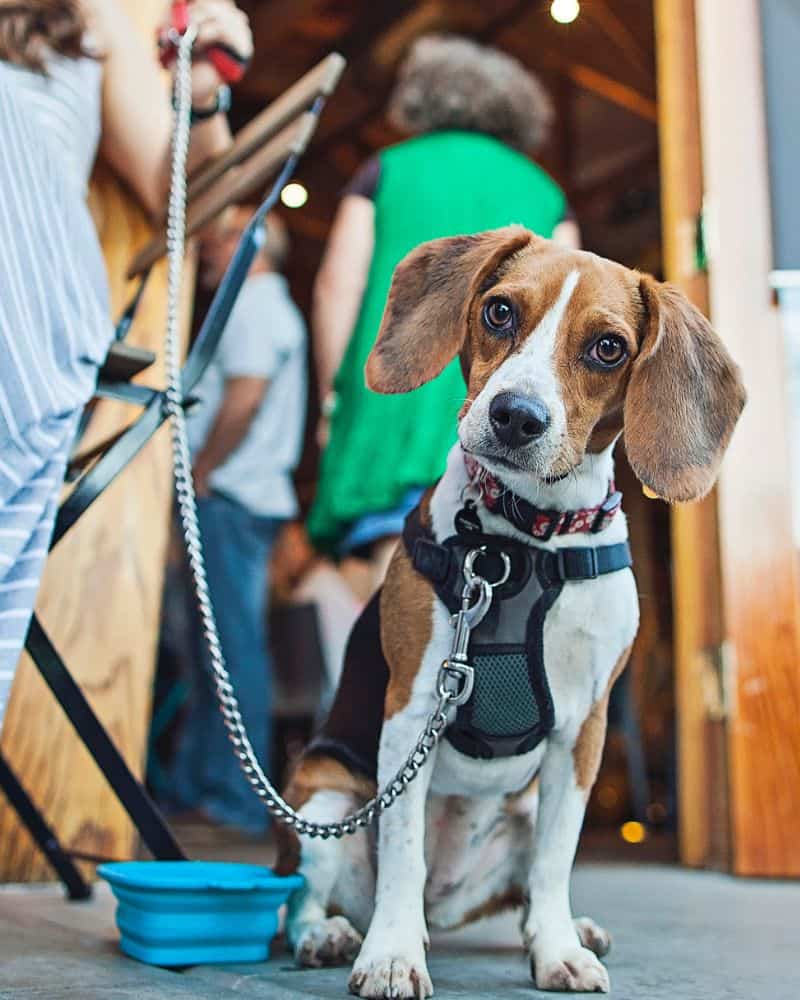 Dog waiting at a pet friendly Key West restaurant