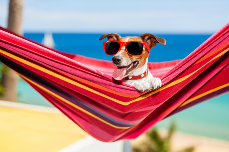 Best Pet-Friendly Hotels in Key West (+ Dog Beaches & Parks)